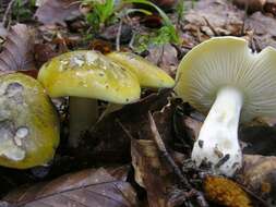 Image of Tricholoma sejunctum (Sowerby) Quél. 1872