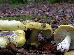 Image of Tricholoma sejunctum (Sowerby) Quél. 1872