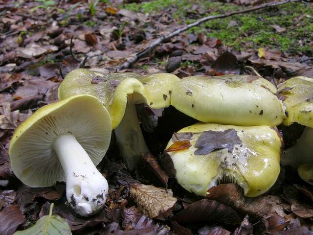 Image of Tricholoma sejunctum (Sowerby) Quél. 1872