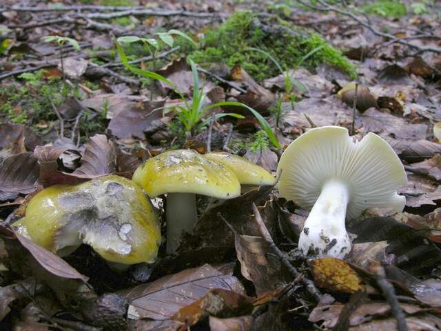 Image of Tricholoma sejunctum (Sowerby) Quél. 1872