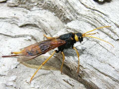 Слика од <i>Urocerus gigas</i>