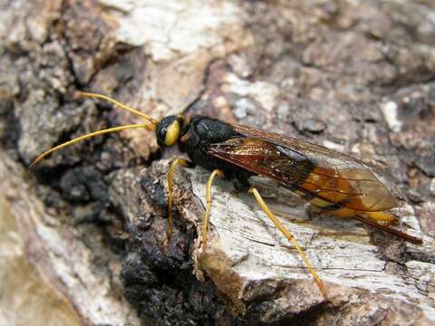 Imagem de <i>Urocerus gigas</i>