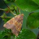 Image of Barred Sallow
