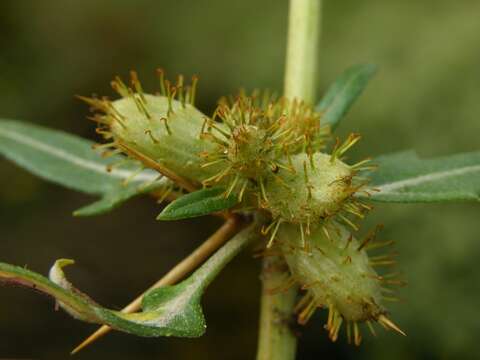 Image of cocklebur