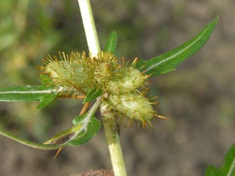 Image of cocklebur