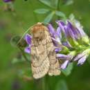 Image of six-striped rustic