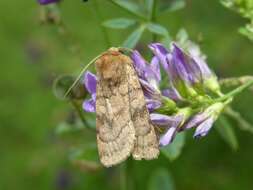 Image of six-striped rustic