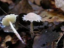 Image of Cystolepiota