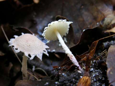 Image of Cystolepiota