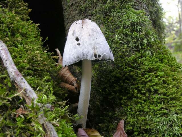 Image of Coprinopsis alopecia (Lasch) La Chiusa & Boffelli 2017