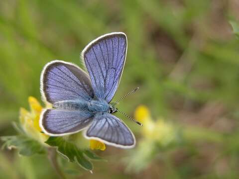 Sivun Cyaniris kuva