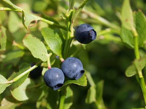 Vaccinium resmi