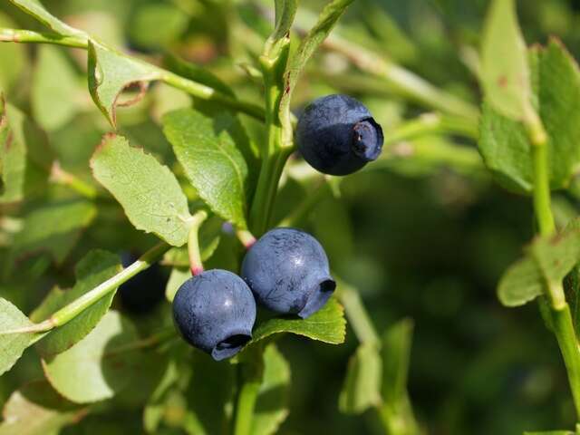 Image of blueberry