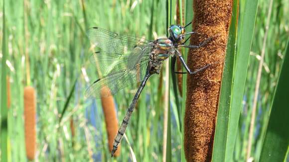 Image of Williamson's Emerald