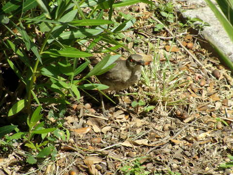 صورة Toxostoma longirostre (Lafresnaye 1838)