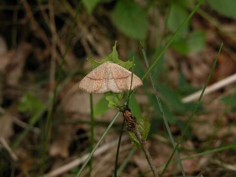 Cyclophora resmi