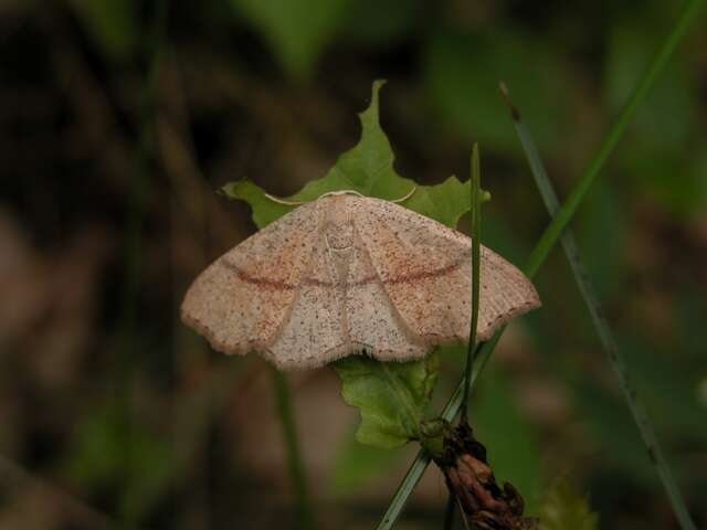 Cyclophora resmi