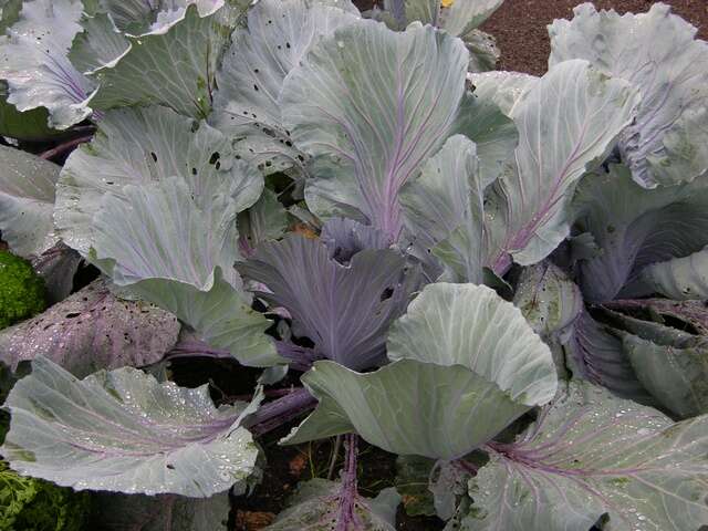 Image of white cabbage