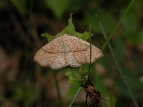 Cyclophora resmi