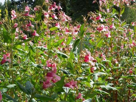 Image of Jewelweeds