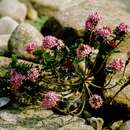 Image of garland flower