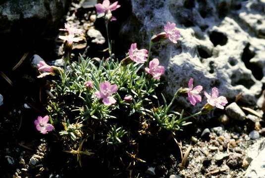 صورة Dianthus humilis Willd. ex Ledeb.