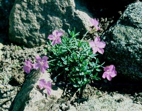 Plancia ëd Dianthus gratianopolitanus Vill.