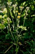 Image of bristly hawksbeard