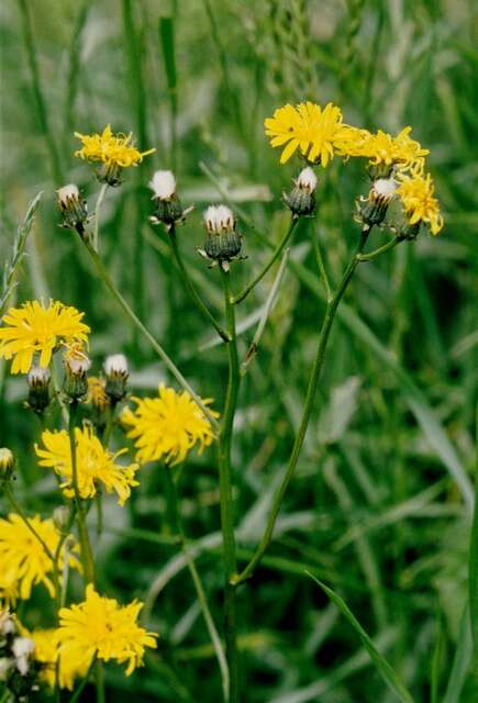 Image of hawksbeard