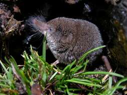 Image of pygmy shrew, lesser shrew