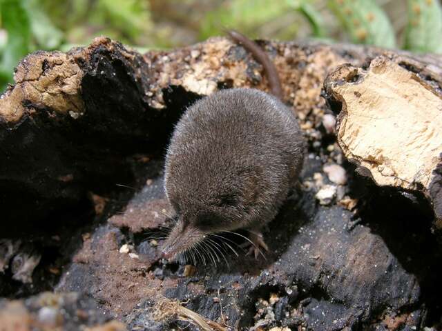 Image of pygmy shrew, lesser shrew