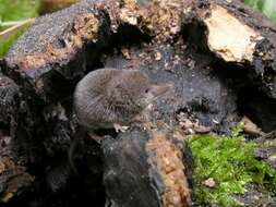 Image of pygmy shrew, lesser shrew