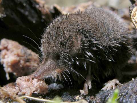 Image of pygmy shrew, lesser shrew