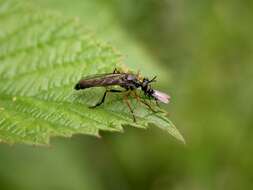 Image de Dioctria rufipes (Scopoli 1763)