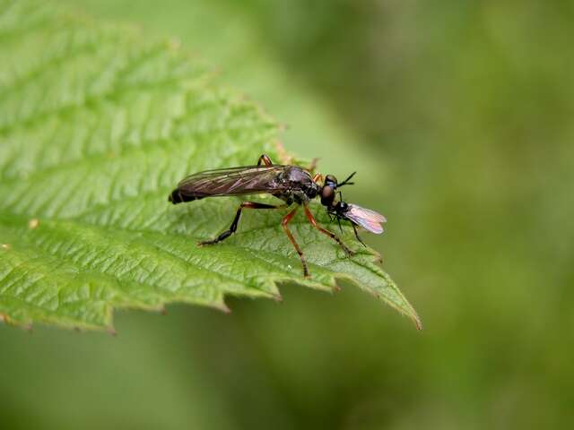 Image of Dioctria rufipes (Scopoli 1763)