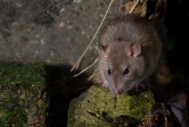 Image of Rattini