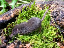 Image of pygmy shrew, lesser shrew