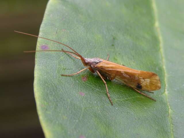 Imagem de Limnephilus xanthodes McLachlan 1873