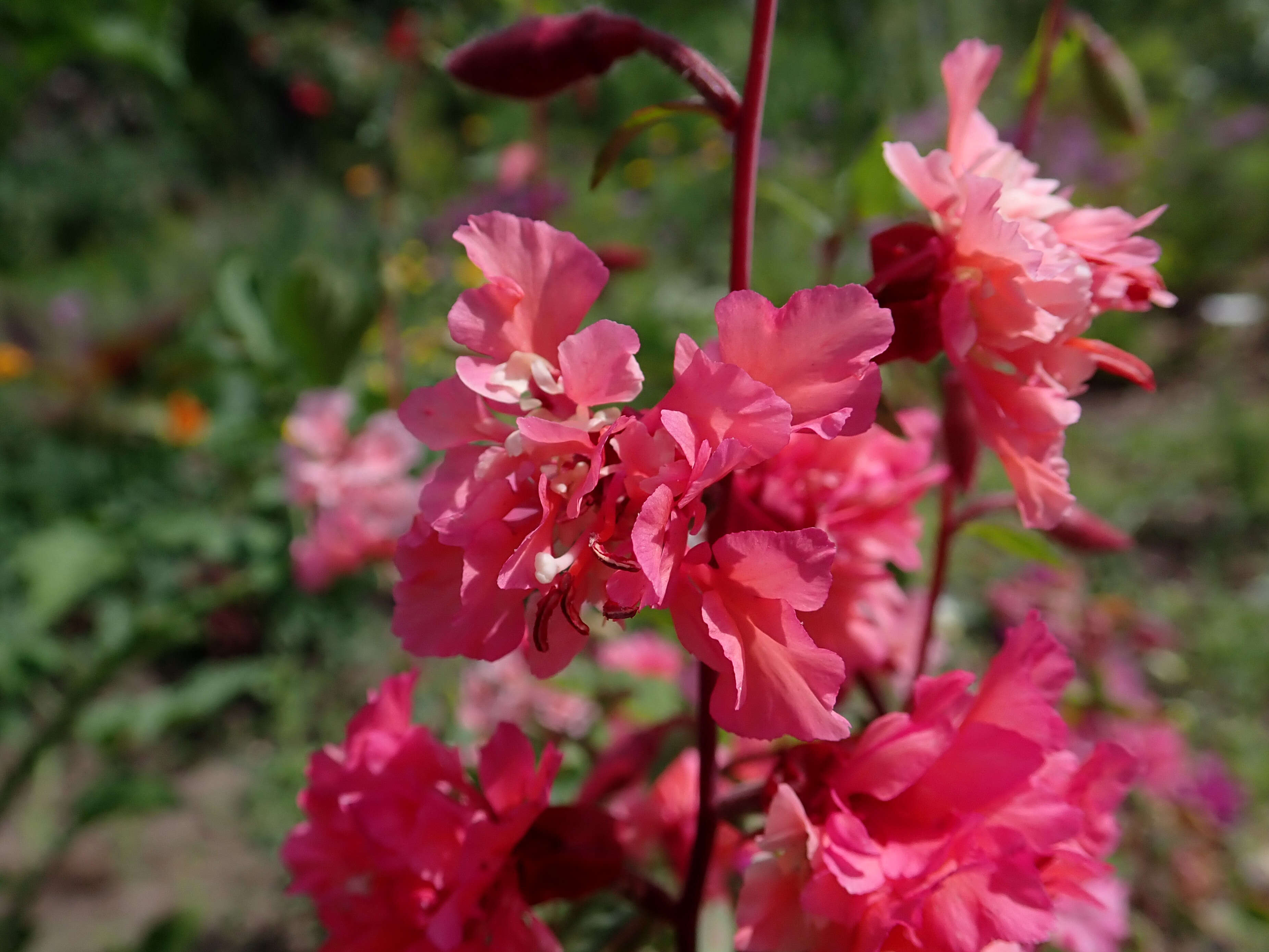 Image of elegant clarkia