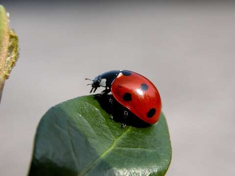 Image of Coccinella