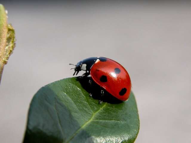 Sivun Coccinella kuva