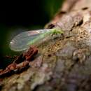 Image of Common green lacewing