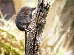 Image of pygmy shrew, lesser shrew