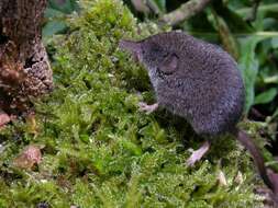 Image of pygmy shrew, lesser shrew