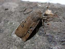 Image of black-spot chestnut