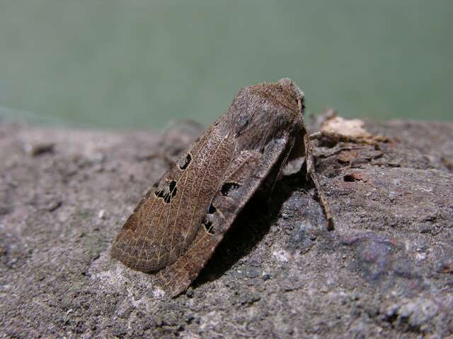 Image of black-spot chestnut