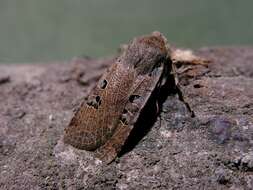 Image of black-spot chestnut