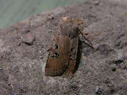 Image of black-spot chestnut