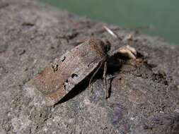 Image of black-spot chestnut