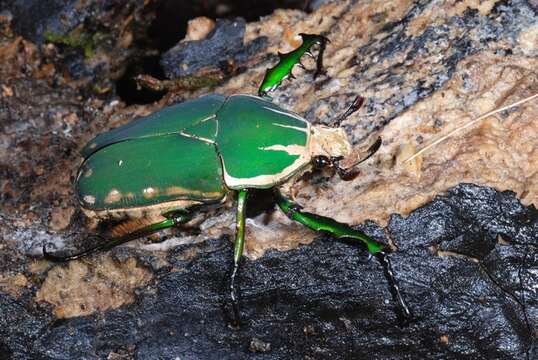 Imagem de Mecynorrhinella